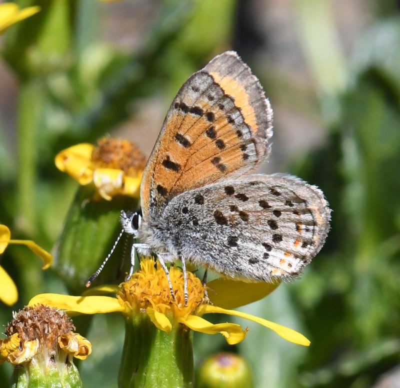 Lustrous Copper: Lycaena cupreus