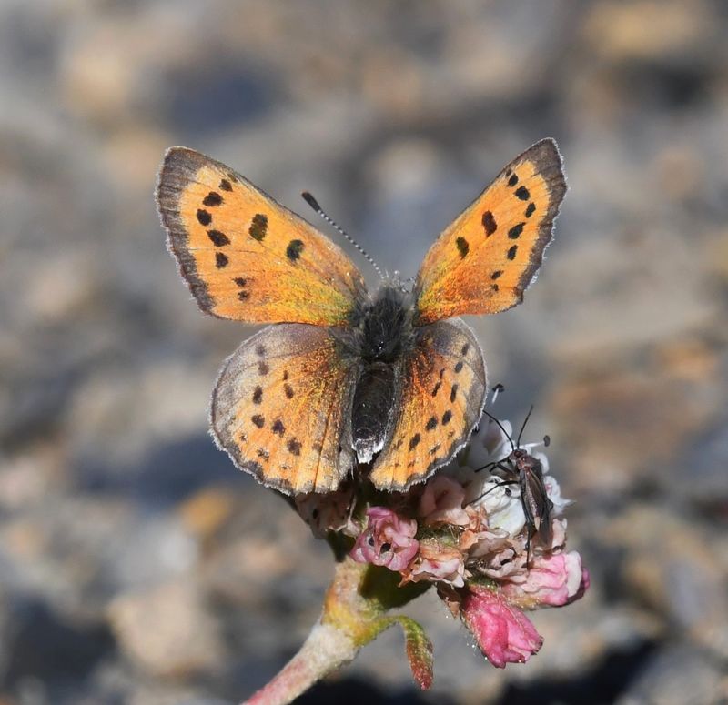 Lustrous Copper: Lycaena cupreus