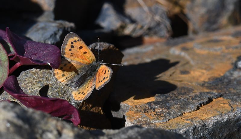 Lustrous Copper: Lycaena cupreus