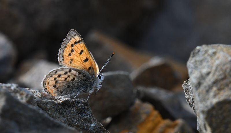 Lustrous Copper: Lycaena cupreus