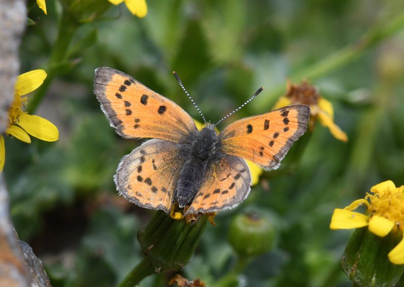 Lustrous Copper: Lycaena cupreus