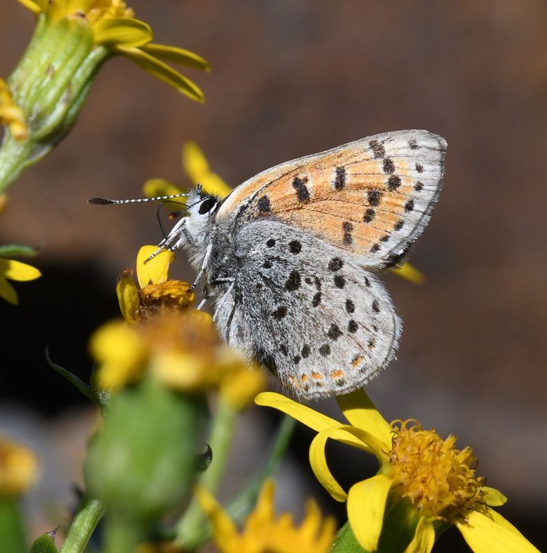 Lustrous Copper: Lycaena cupreus
