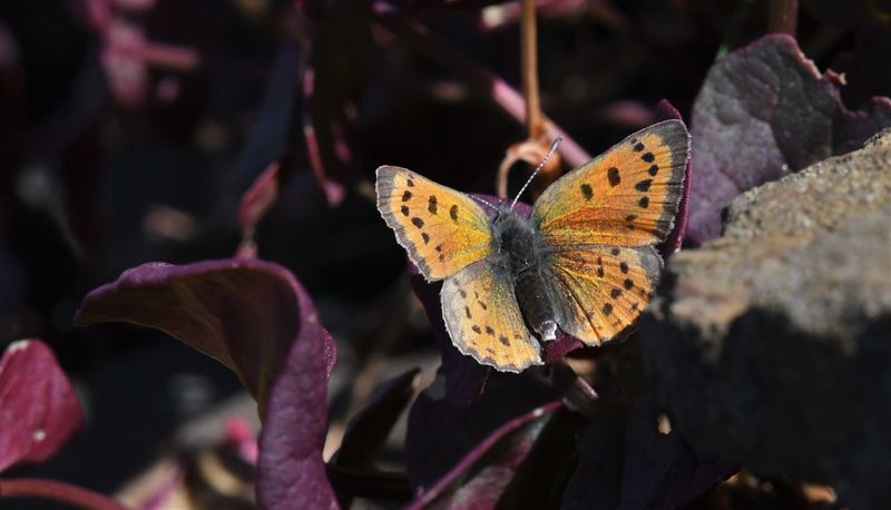 Lustrous Copper: Lycaena cupreus
