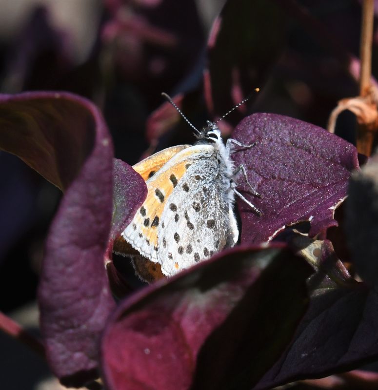 Lustrous Copper: Lycaena cupreus