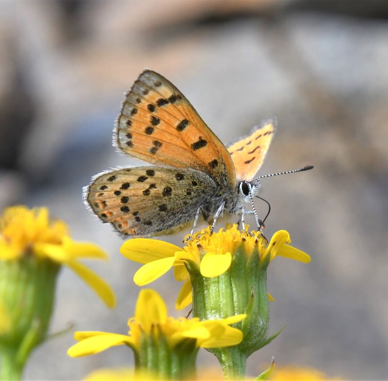 Lustrous Copper: Lycaena cupreus