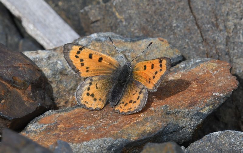 Lustrous Copper: Lycaena cupreus