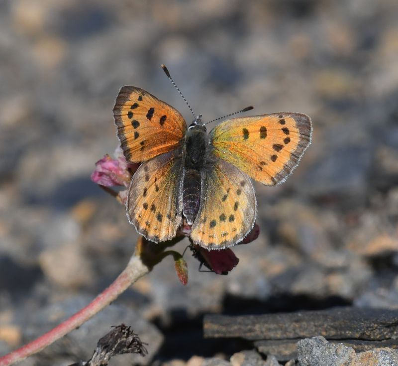 Lustrous Copper: Lycaena cupreus