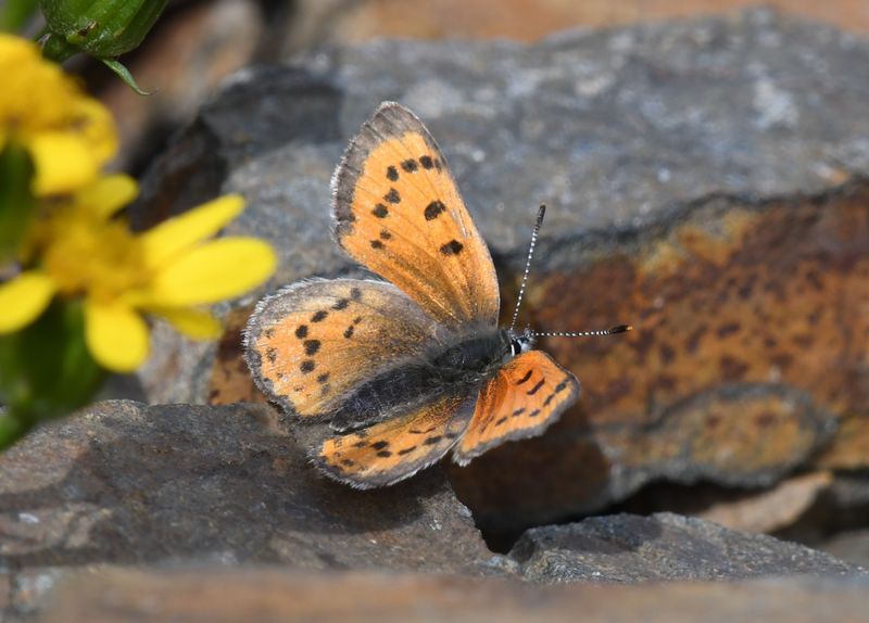 Lustrous Copper: Lycaena cupreus