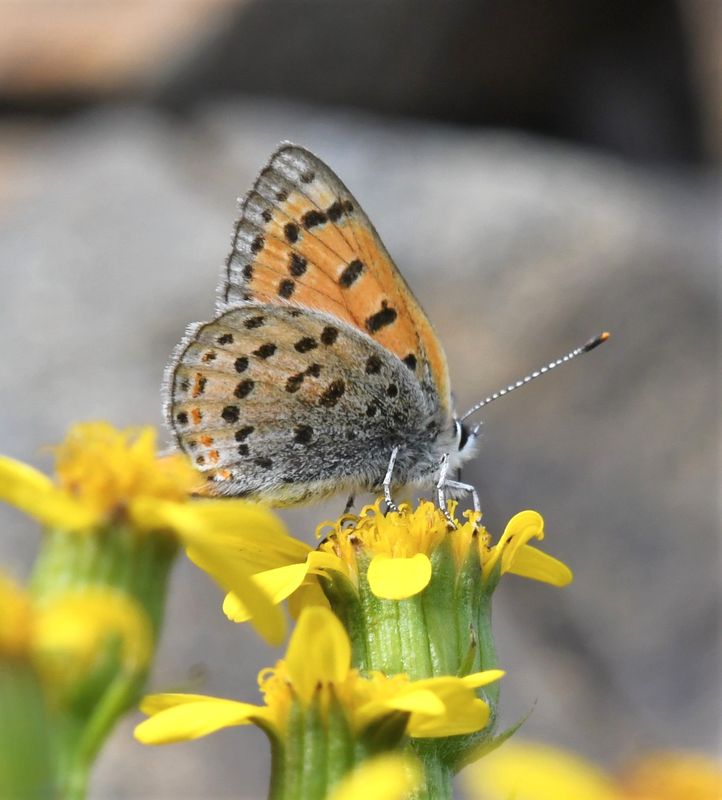 Lustrous Copper: Lycaena cupreus