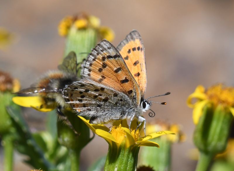 Lustrous Copper: Lycaena cupreus