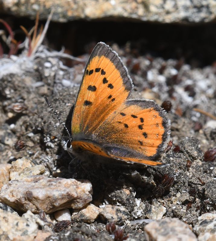 Lustrous Copper: Lycaena cupreus