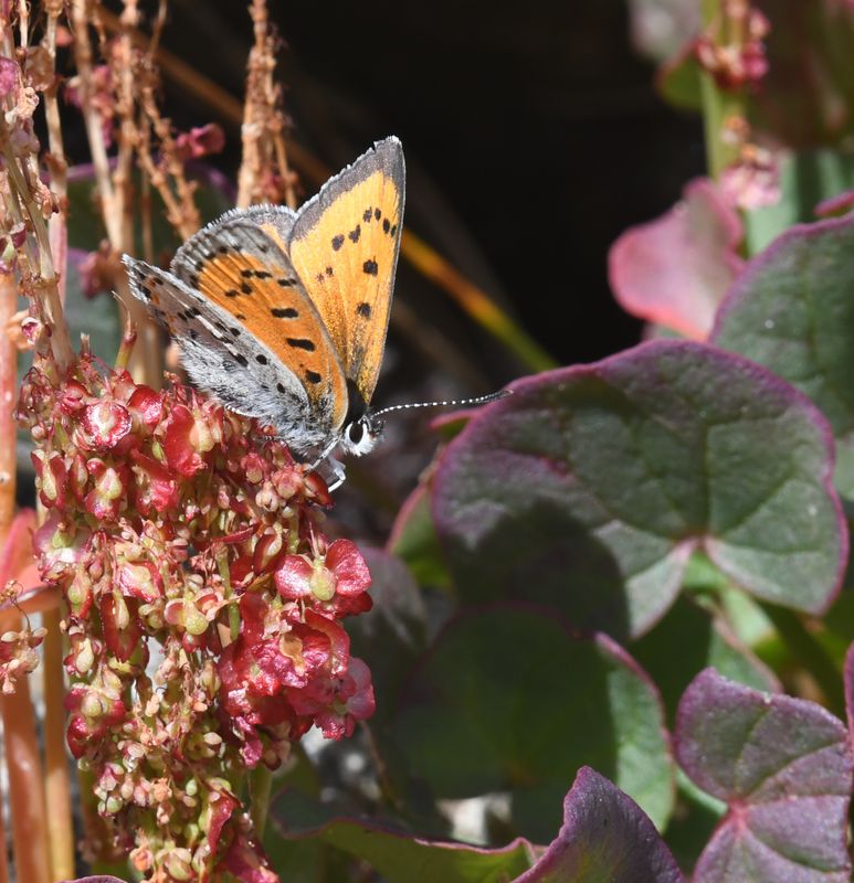 Lustrous Copper: Lycaena cupreus