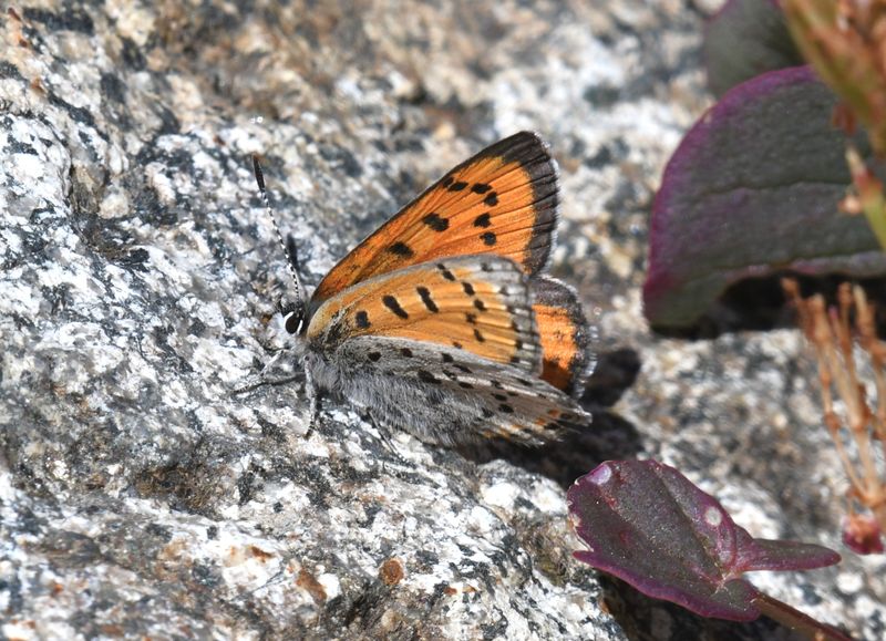 Lustrous Copper: Lycaena cupreus