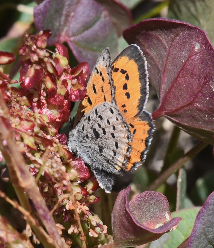 Lustrous Copper: Lycaena cupreus