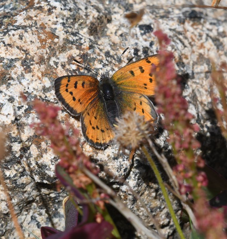 Lustrous Copper: Lycaena cupreus