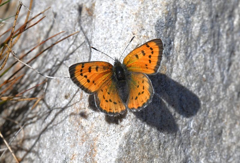 Lustrous Copper: Lycaena cupreus