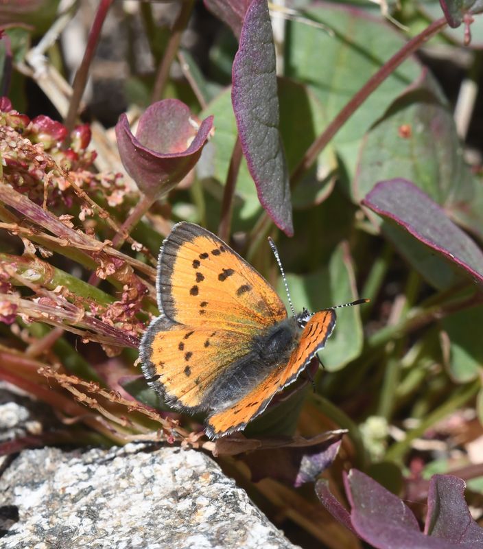 Lustrous Copper: Lycaena cupreus
