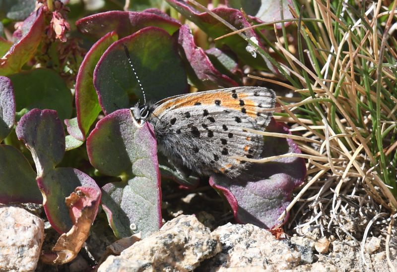 Lustrous Copper: Lycaena cupreus