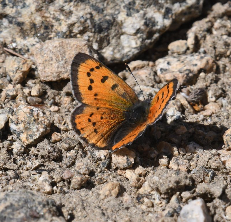Lustrous Copper: Lycaena cupreus