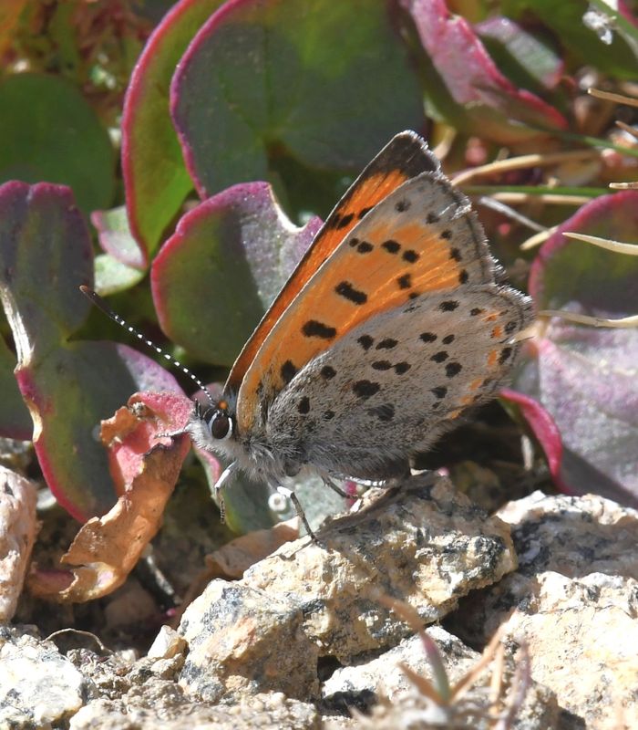 Lustrous Copper: Lycaena cupreus