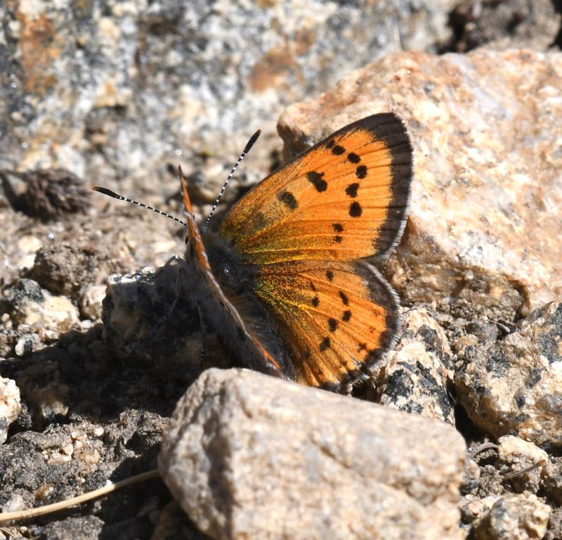 Lustrous Copper: Lycaena cupreus