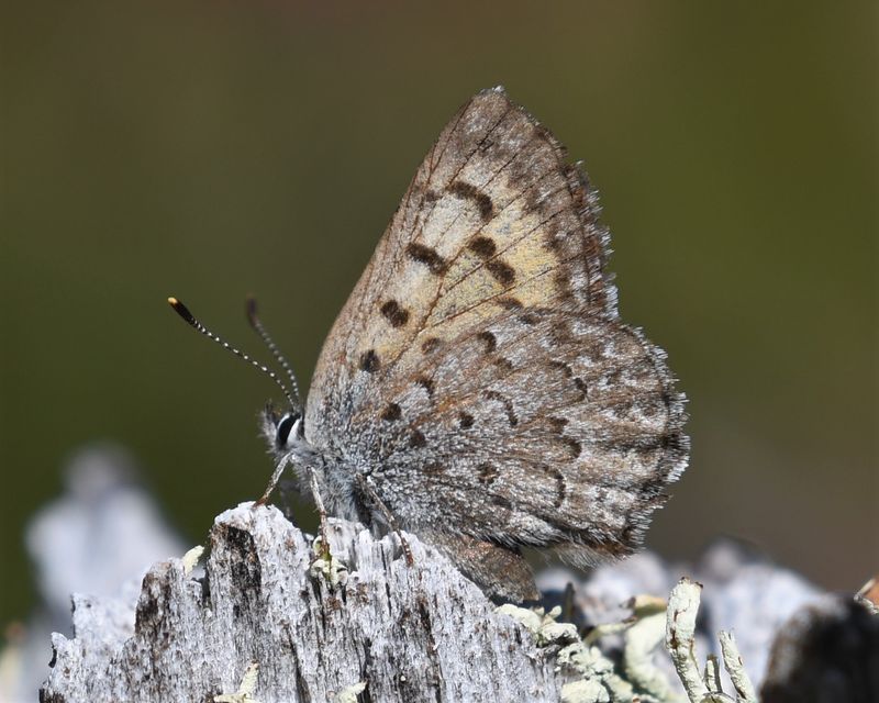 Mariposa Copper: Lycaena mariposa