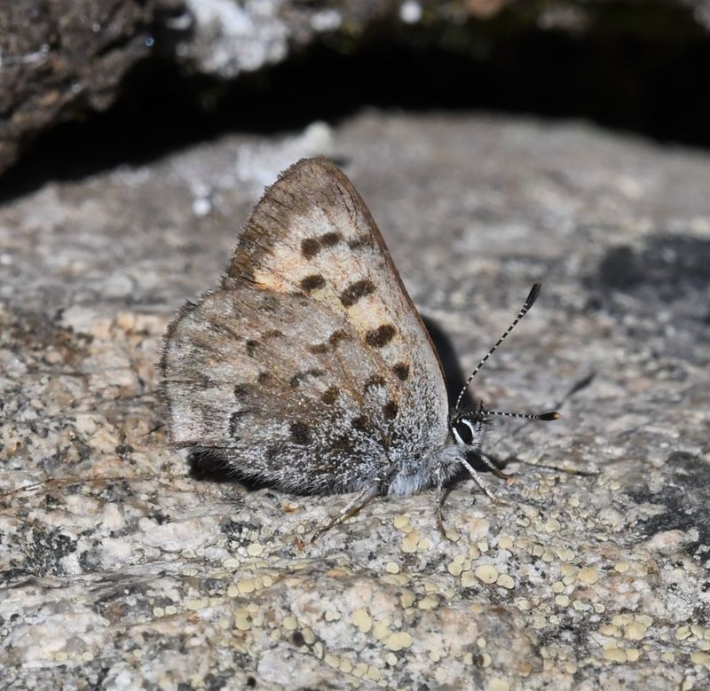 Mariposa Copper: Lycaena mariposa