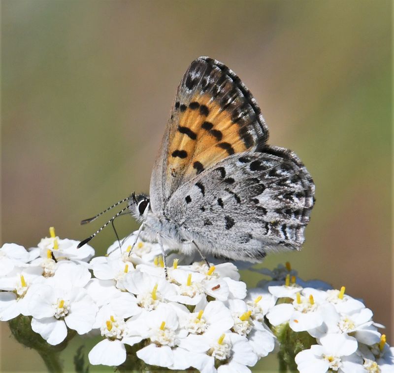 Mariposa Copper: Lycaena mariposa
