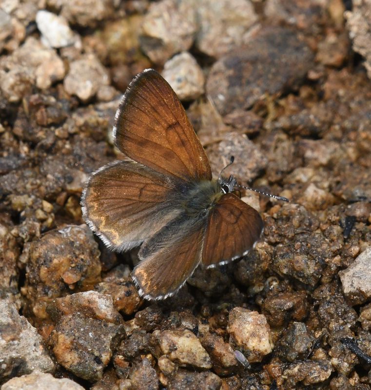 Mariposa Copper: Lycaena mariposa