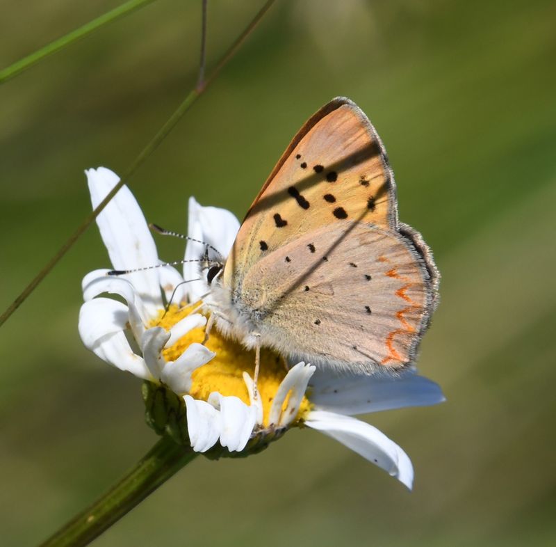 Purplish Copper: Lycaena helloides