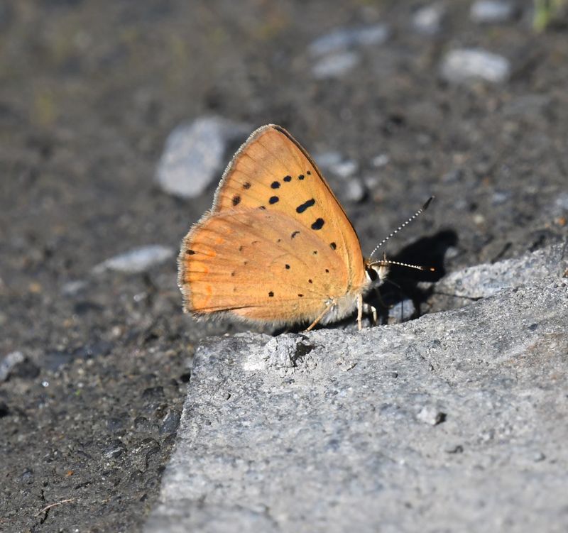 Purplish Copper: Lycaena helloides