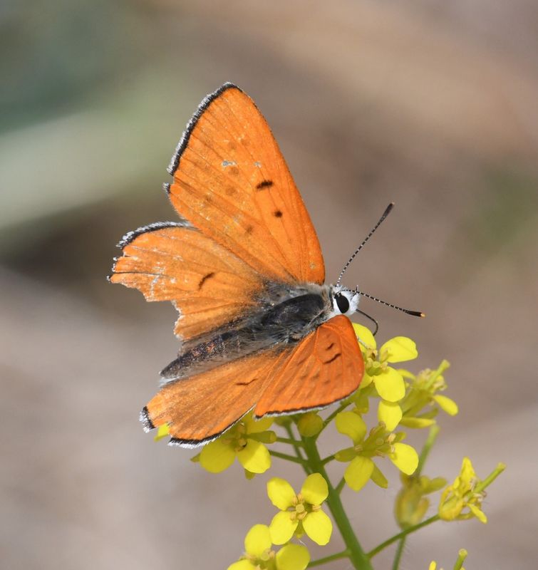 Ruddy Copper: Lycaena rubidus