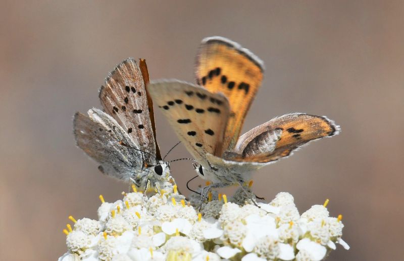 Ruddy Copper: Lycaena rubidus