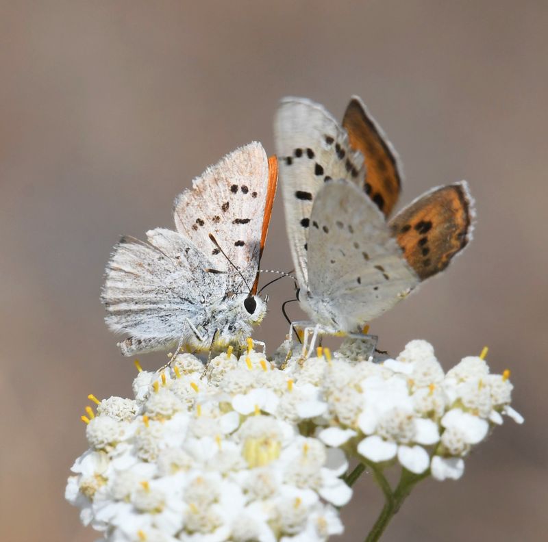 Ruddy Copper: Lycaena rubidus