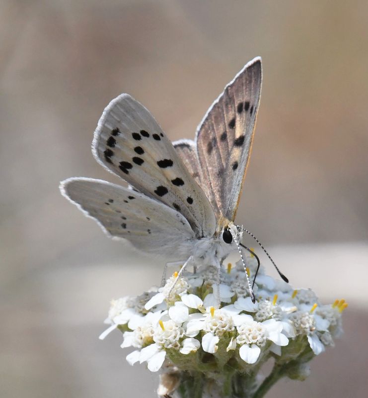 Ruddy Copper: Lycaena rubidus