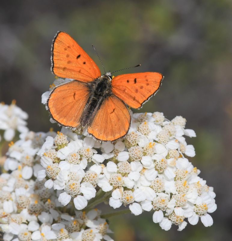 Ruddy Copper: Lycaena rubidus