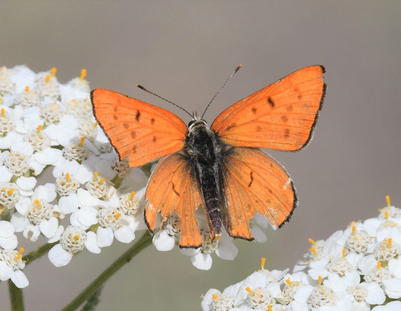 Ruddy Copper: Lycaena rubidus