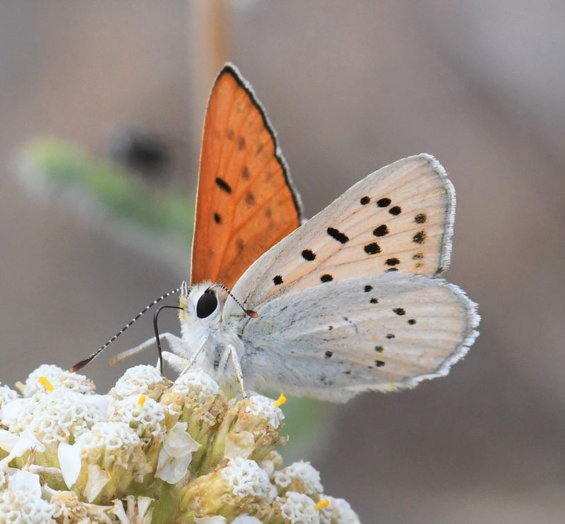 Ruddy Copper: Lycaena rubidus