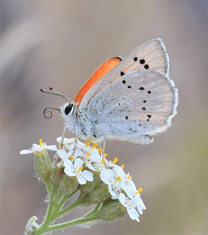 Ruddy Copper: Lycaena rubidus