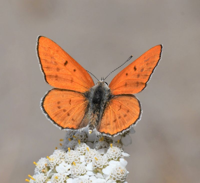 Ruddy Copper: Lycaena rubidus