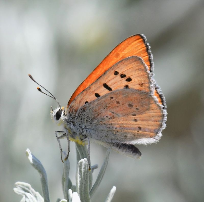Ruddy Copper: Lycaena rubidus