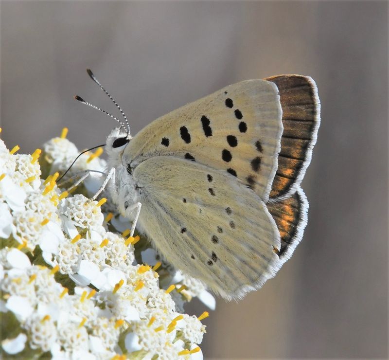 Ruddy Copper: Lycaena rubidus