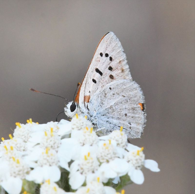 Ruddy Copper: Lycaena rubidus