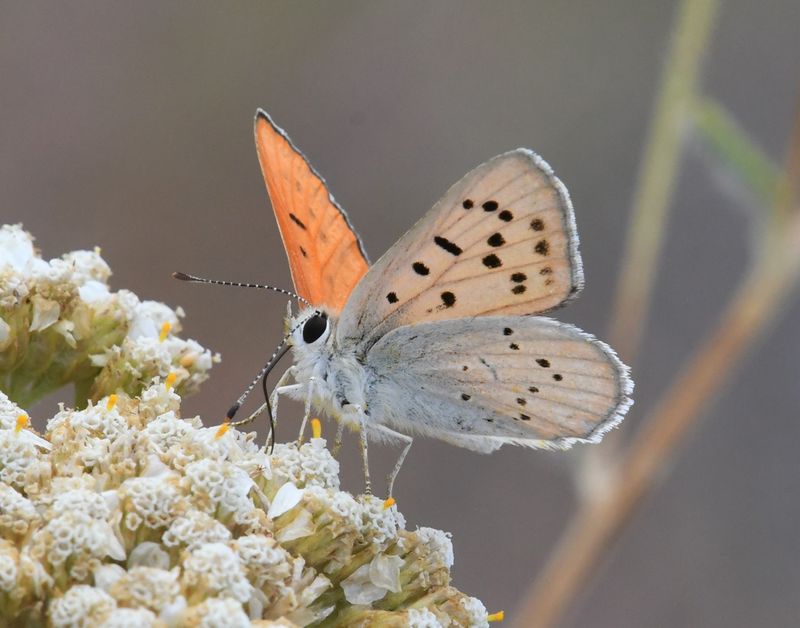 Ruddy Copper: Lycaena rubidus