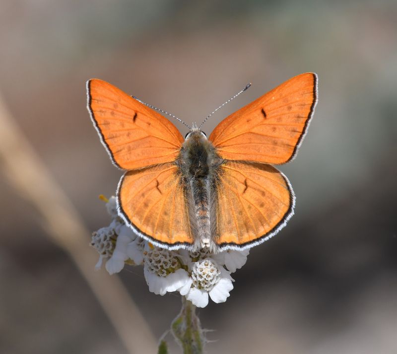 Ruddy Copper: Lycaena rubidus