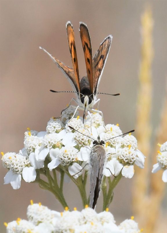 Ruddy Copper: Lycaena rubidus