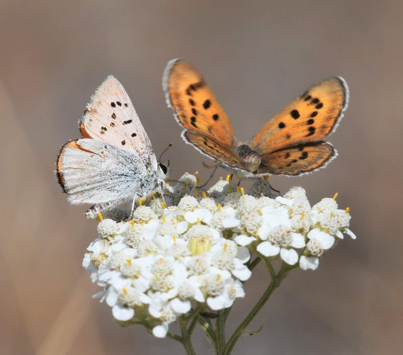 Ruddy Copper: Lycaena rubidus