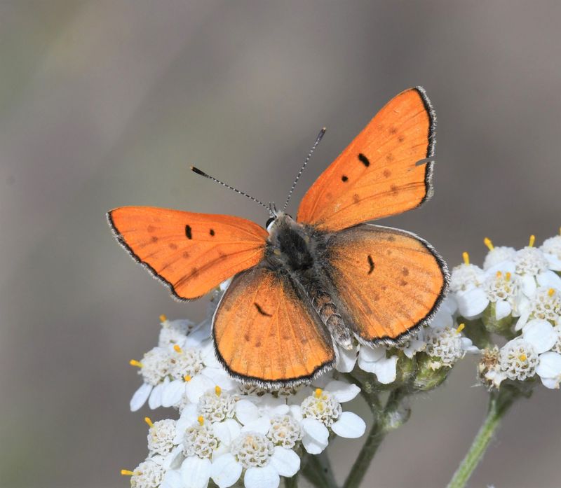Ruddy Copper: Lycaena rubidus
