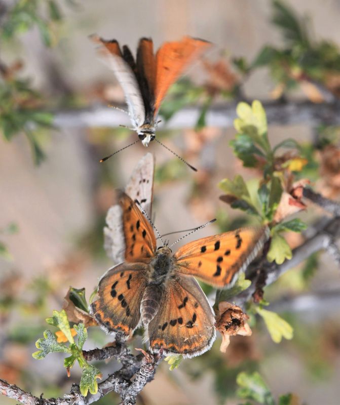 Ruddy Copper: Lycaena rubidus
