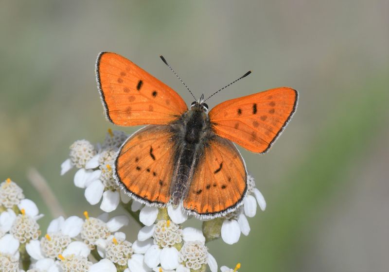 Ruddy Copper: Lycaena rubidus